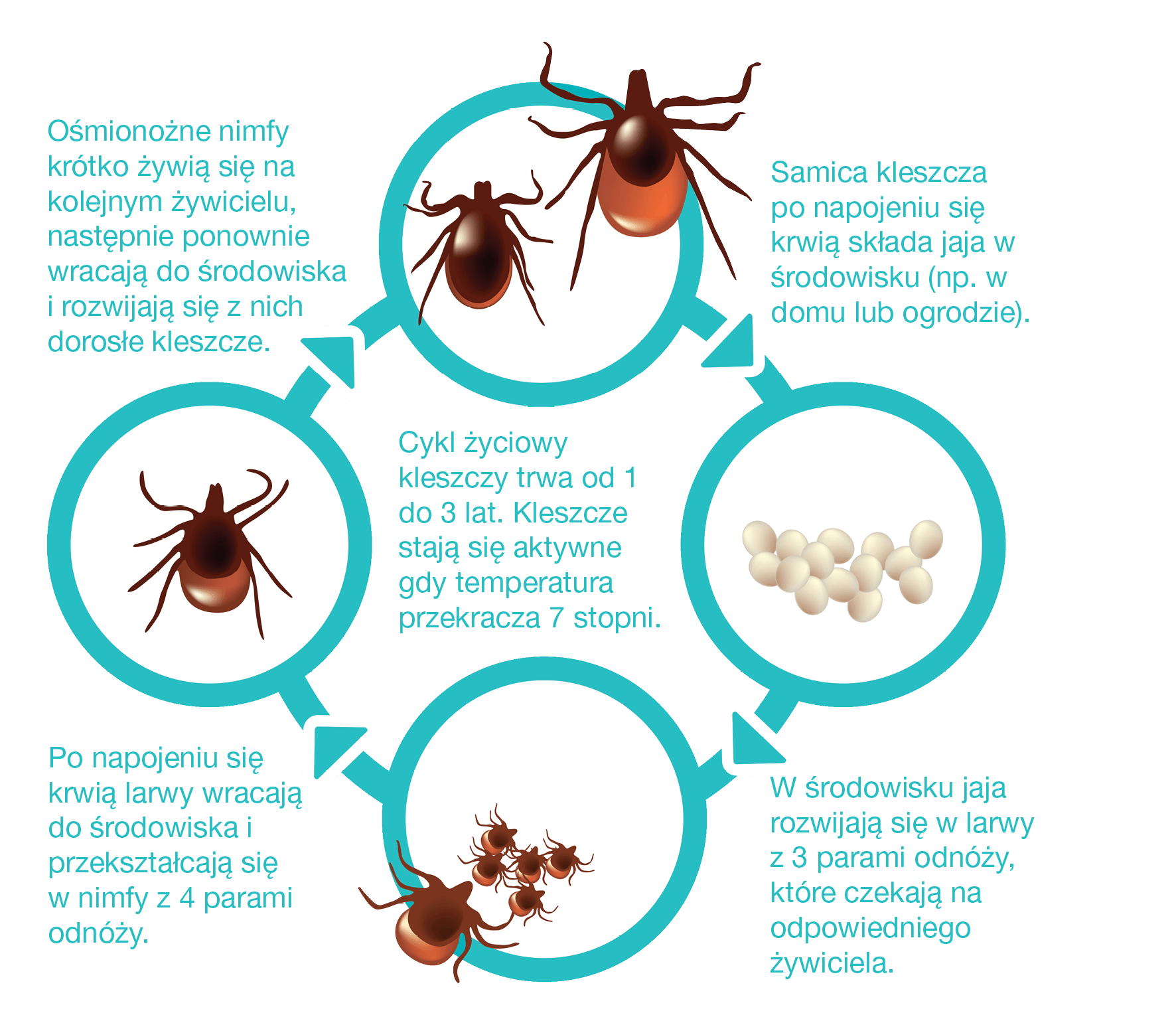 cykl życia kleszczy larwy, nimfy I dorosłe osobniki KRKA