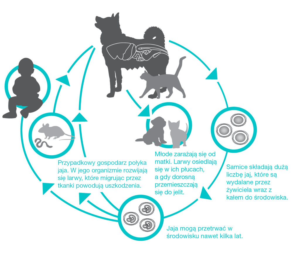 Cykl życia toksokarozy u kotów i psów