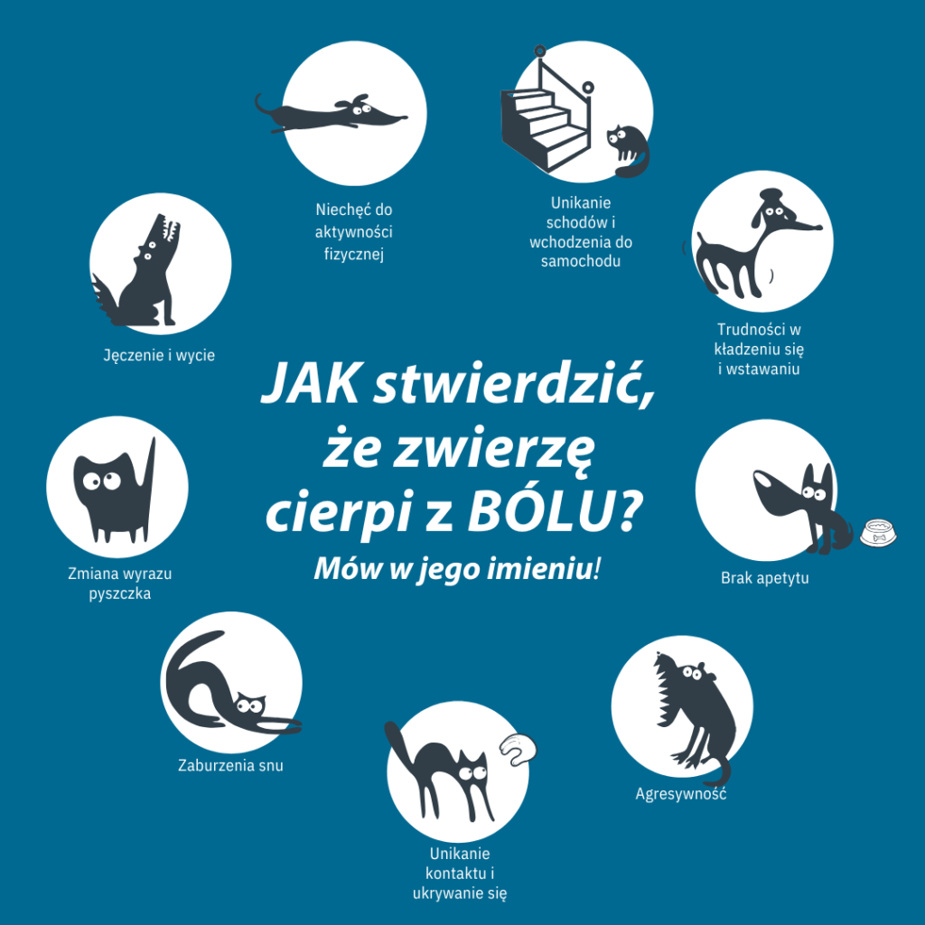 Ból u psów i kotów